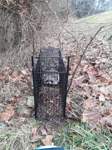 Advanced Wildlife Control — Our Work