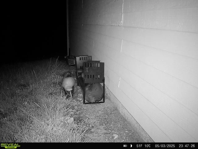Advanced Wildlife Control — Our Work