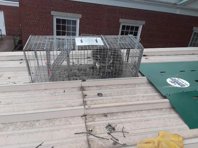 Advanced Wildlife Control — Our Work