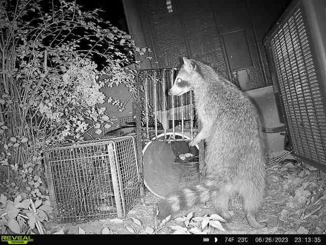 Advanced Wildlife Control — Our Work