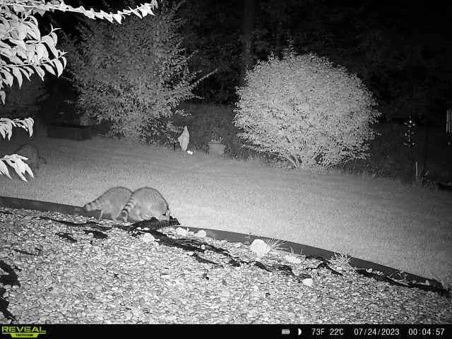 Advanced Wildlife Control — Our Work