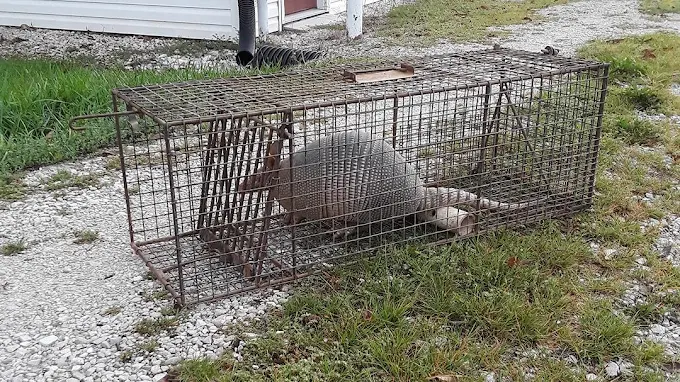 Advanced Wildlife Control — Our Work