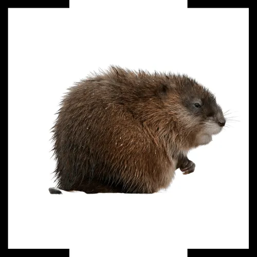 Sullivan MO’s 1 Rated Muskrat Removal Service Advanced Wildlife