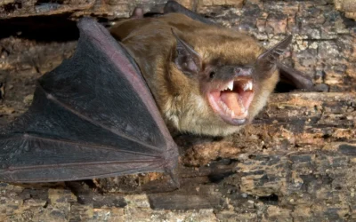 Why You Do Not Want A Bat Problem